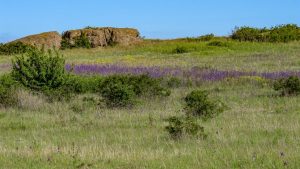 На Донетчине создан новый ландшафтный заказник