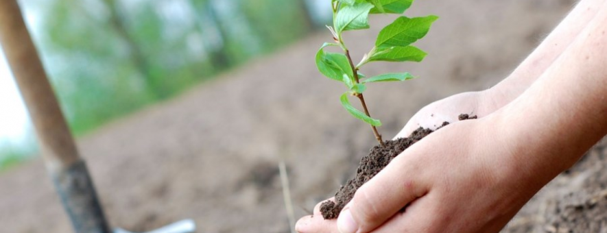 На Донетчине за три года планируют высадить 5,5 млн деревьев