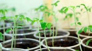 Без паники: как спасти слишком вытянувшуюся рассаду томатов