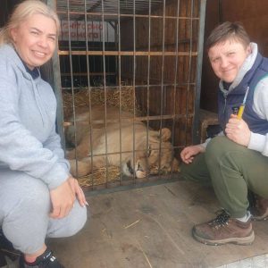 Из Краматорска волонтеры вывезли льва, которого покинули владельцы