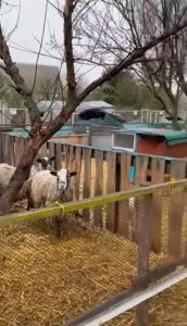 Слов’янська адміністрація взяла під опіку контактний зоопарк