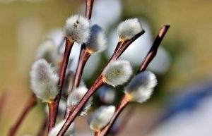 Вербное воскресенье: поздравления, открытки и теплые пожелания