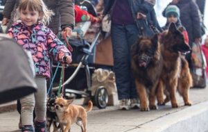 Более ста тысяч животных эвакуировано поездами “Укрзалізниці”