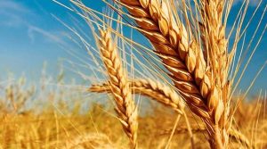 США та Британія відповіли на шантаж РФ щодо зняття санкцій в обмін на зерно з України