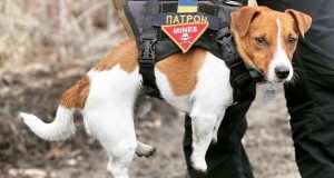 Він вам не Патрон: що потрібно знати про породу джек-рассел-тер’єр