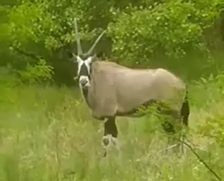 В Райгородке появились африканская антилопа орикс