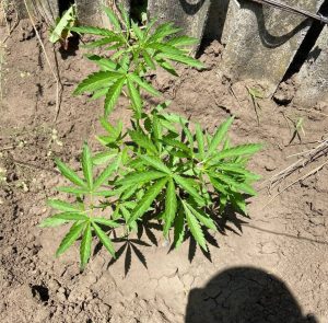 Під час воєнного стану співробітники Краматорського райуправління поліції протидіють наркозлочинності