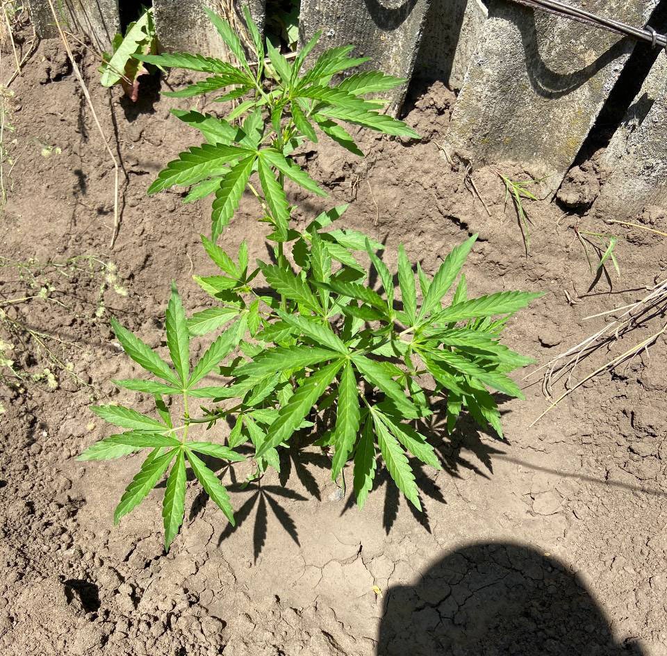 Під час воєнного стану співробітники Краматорського райуправління поліції протидіють наркозлочинності