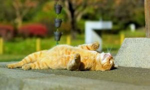 Украину накроет антициклон David: в каких областях пройдут дожди