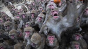 У Японії дикі мавпи поранили 42 людини. Поліція вживає заходів