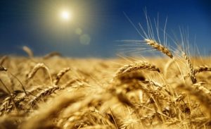 Ціни на пшеницю різко зросли після ракетного удару рф по порту в Одесі