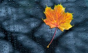 Кліматолог дала несподіваний прогноз на осінь: якої погоди чекати українцям