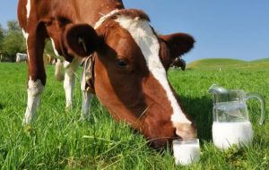 Молоко в Україні з вересня буде з новими цінами: виробники назвали основні причини подорожчання