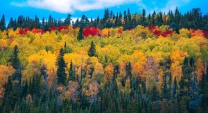 Літо в Україні затягнеться ще на місяць: кліматолог дала несподіваний прогноз