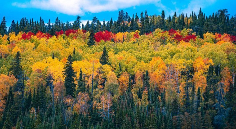 Літо в Україні затягнеться ще на місяць: кліматолог дала несподіваний прогноз