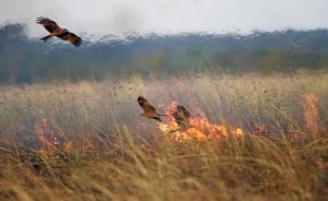 В Україні посилять кримінальну відповідальність за підпали опалого листя та стерні