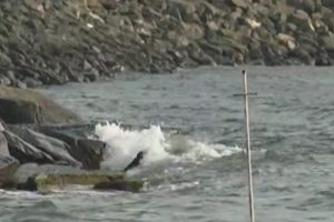 Пірнали за рапанами, а знайшли міну: відпочиваючі на пляжі в Болгарїї налякані через можливу небезпеку