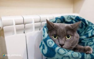 Швейцарцям, у яких взимку в будинку буде тепліше +19 градусів, загрожує в’язниця