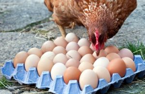 В Україні рекордно подорожчали яйця: скільки коштує десяток в кінці вересня