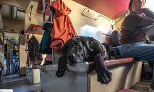 «Пустіть мене, я із собакою»: складнощі пошуку житла з домашніми тваринами