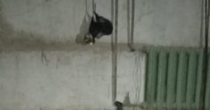 Що означає протигаз у російській катівні у Святогірську