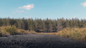 Знищений ліс, зруйнований селекційний центр та вкрадена техніка. Лиманський лісгосп відновлює роботу після окупації