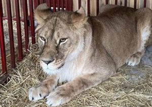 11 левів з гарячих точок України вивезуть за кордон. Серед них левиця з Донеччини