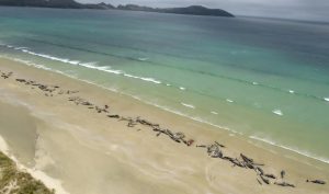 50 тисяч мертвих дельфінів: вчені Німеччини та Італії розслідують екоцид РФ у Чорному морі