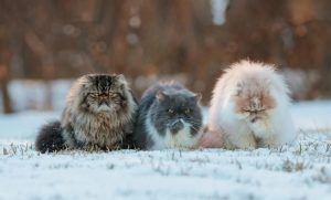 Синоптики розповіли, якою буде зима 2022-2023