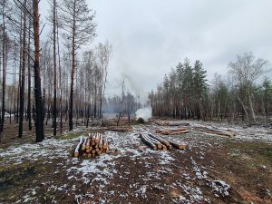 Лиманський лісгосп розпочав роботи із ліквідації наслідків бойових дій