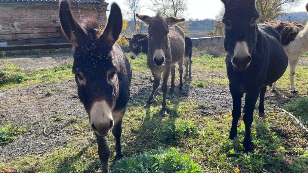 Страусина ферма та парк “Лісове намисто”. Порятунок тварин після окупації Ямполя