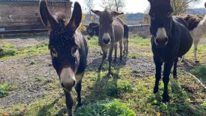 Страусина ферма та парк “Лісове намисто”. Порятунок тварин після окупації Ямполя