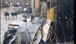 У Слов’янську горів притулок для тварин «Дай лапу»: чотирилапі друзі потребують допомоги (видео)