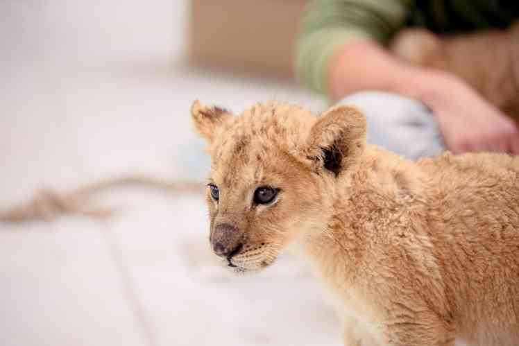 До США з України евакуювали чотирьох осиротілих левенят. Врятувати їх допоміг мільйонер
