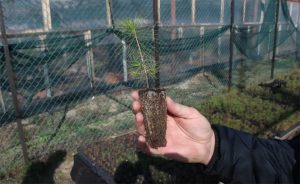 В Лиманскому лісгоспі планують відновлювати ліси, спалені окупантами, вже навесні