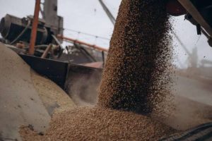 россия вывезла с оккупированных территорий Украины зерна на $1 млрд – Bloomberg