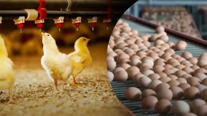 Из-за блекаутов в Украине могут вырасти цены на яйца