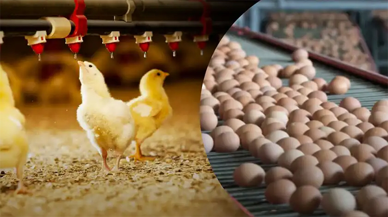 Из-за блекаутов в Украине могут вырасти цены на яйца