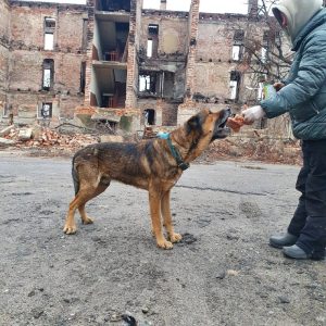«Дай шанс» підтримує тварин на деокупованих територіях