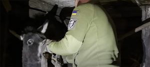 По Донбасу бродять тварини з Ямпільського зоопарку: вночі волонтери рятували ослицю