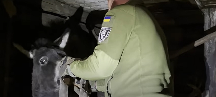 По Донбасу бродять тварини з Ямпільського зоопарку: вночі волонтери рятували ослицю