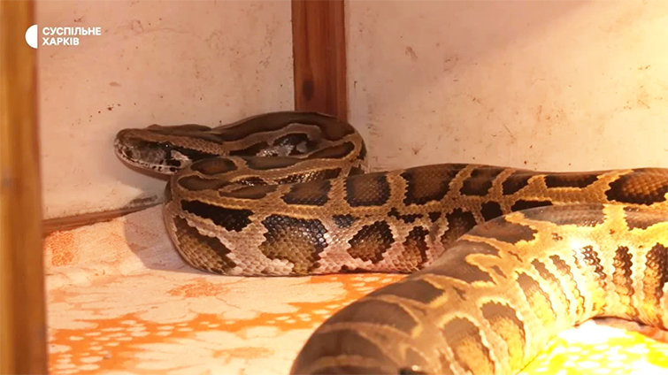 В Куп’янську окупанти “змародерили” пітона і кинули його в підбитому танку (фото)