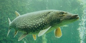 В Україні заборонили вилов щуки