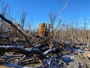 Відновлення лісів Лиманщини займе від 10 до 15 років