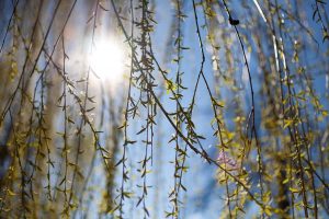 Коли день весняного рівнодення 2023: що можна і не можна робити на Сонцеворот