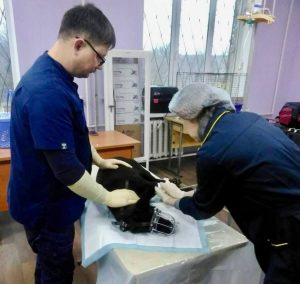 В Краматорську відбулося масове отруєння собак