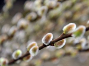 Теплее, чем обычно: синоптики дали прогноз погоды на март