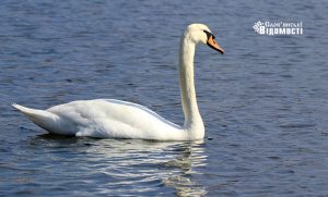 Справжня весна: у Слов’янську красуються лебеді (фото)