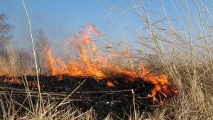 Випалюєш сухостій – будь готовий заплатити тисячі гривень штрафу!