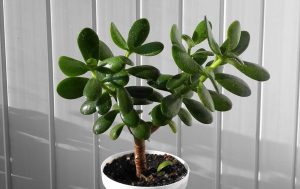 Можно ли отдать, подарить или выбросить свое денежное дерево – приметы и суеверия